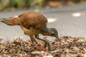 Alberts Lyrebird im Australien foto