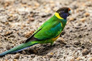 28 Ringneck Papagei foto