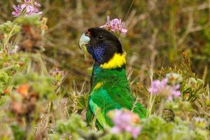 28 Ringneck Papagei foto