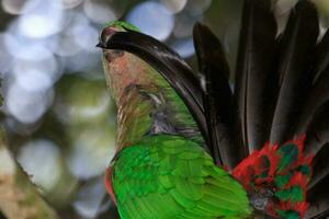 australischer Königspapagei foto