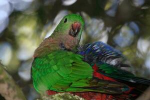 australischer Königspapagei foto