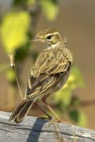 australasiatisch Pipit im Neu Neuseeland foto