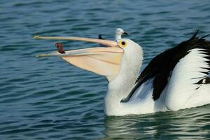 australisch Weiß Pelikan foto