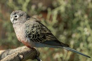 Bourkes Papagei im Australien foto