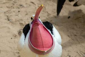 australisch Pratincole im Australien foto