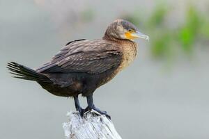 schwarz Shag Kormoran im Neu Neuseeland foto