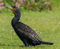 schwarz Shag Kormoran im Neu Neuseeland foto