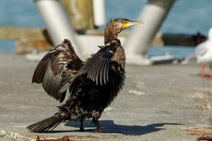 schwarz Shag Kormoran im Neu Neuseeland foto