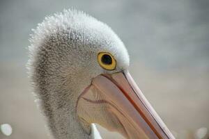 australisch Weiß Pelikan foto