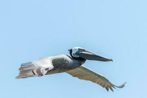 braun Pelikan im USA foto