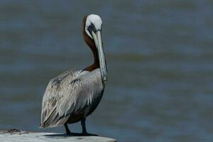 braun Pelikan im USA foto