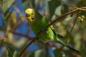 Wellensittich Papagei im Australien foto