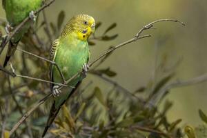 Wellensittich Papagei im Australien foto