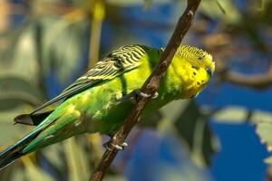 Wellensittich Papagei im Australien foto