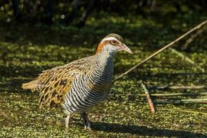 Buff-gebändert Schiene im Australien foto