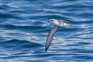 Koch Sturmvogel im Australien foto