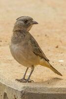 mit Haube Glockenvogel im Australien foto