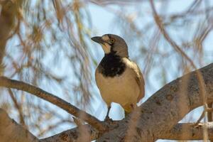 mit Haube Glockenvogel im Australien foto