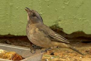 mit Haube Glockenvogel im Australien foto