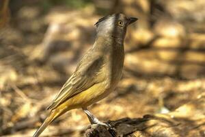 mit Haube Glockenvogel im Australien foto