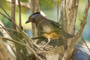 mit Haube Glockenvogel im Australien foto