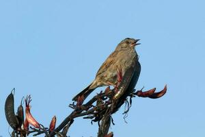 Dunnock Hecke Spatz foto