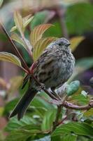 Dunnock Hecke Spatz foto