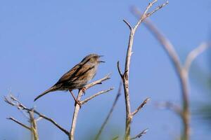 Dunnock Hecke Spatz foto