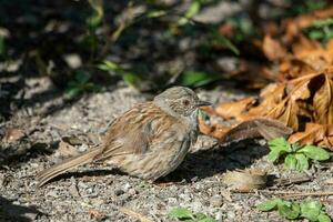 Dunnock Hecke Spatz foto