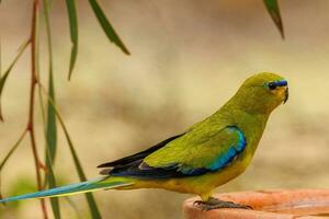 elegant Papagei im Australien foto