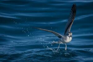 Fee Prion im Australien foto