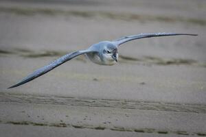 Fee Prion im Australien foto