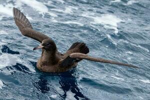 fleischfüßig Sturmtaucher im Australien foto