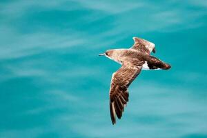 flattern Sturmtaucher im Australien foto