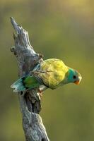 goldschulterig Papagei im Australien foto