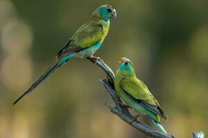 goldschulterig Papagei im Australien foto