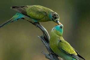 goldschulterig Papagei im Australien foto