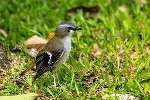 grauhaarig Robin im Australien foto