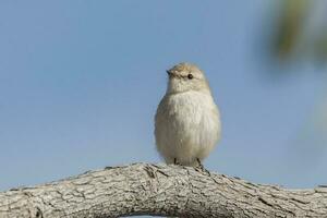 Jacky Winter im Australien foto