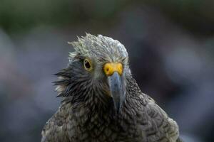 kea alpin Papagei von Neu Neuseeland foto