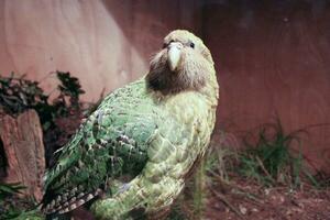 Kakapo gefährdet Nacht Papagei von Neu Neuseeland foto