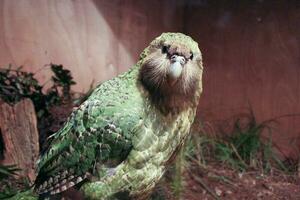 Kakapo gefährdet Nacht Papagei von Neu Neuseeland foto