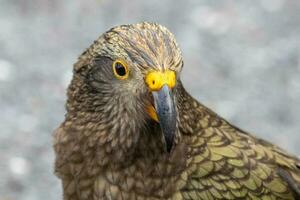 kea alpin Papagei von Neu Neuseeland foto