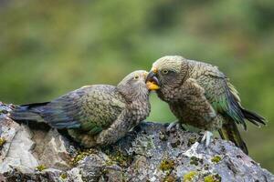 kea alpin Papagei von Neu Neuseeland foto