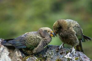 kea alpin Papagei von Neu Neuseeland foto