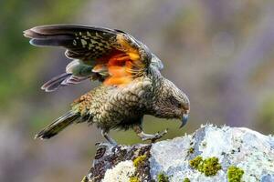 kea alpin Papagei von Neu Neuseeland foto