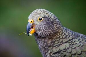 kea alpin Papagei von Neu Neuseeland foto