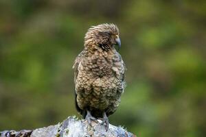 kea alpin Papagei von Neu Neuseeland foto