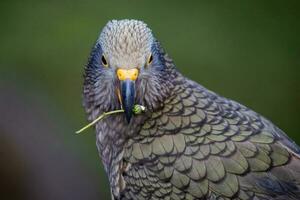 kea alpin Papagei von Neu Neuseeland foto