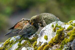 kea alpin Papagei von Neu Neuseeland foto